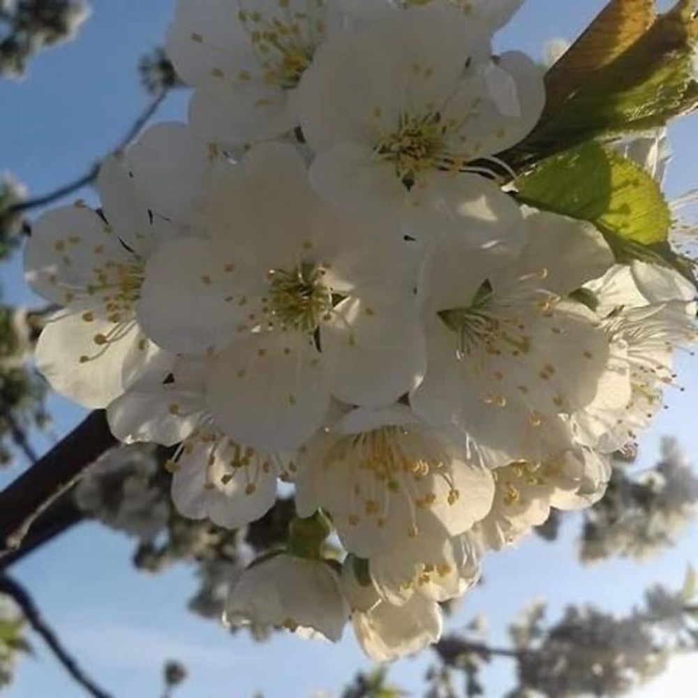 Meet your Posher, Aaneta